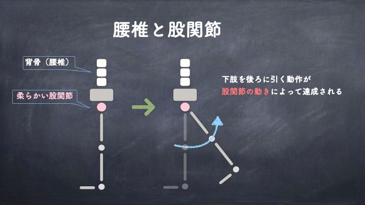 腰椎と股関節